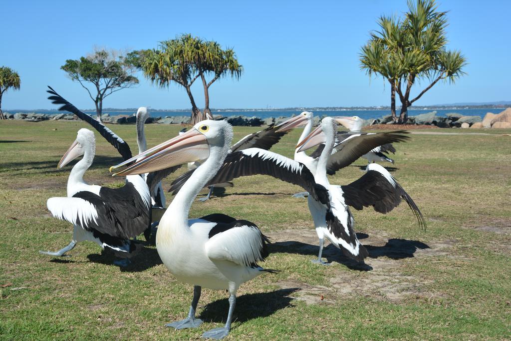 Beachhouse Bed And Breakfast Redcliffe Bagian luar foto